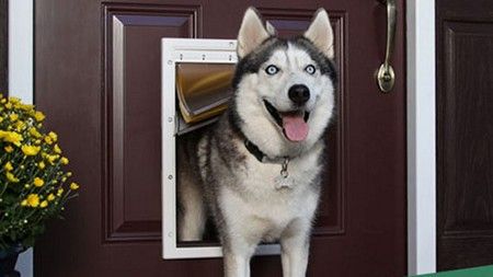 Dog Door Installers in Rutherford County